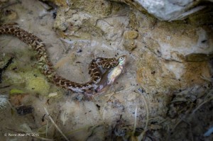 Voici un bien jeune pêcheur qui sait se débrouiller !                                                     